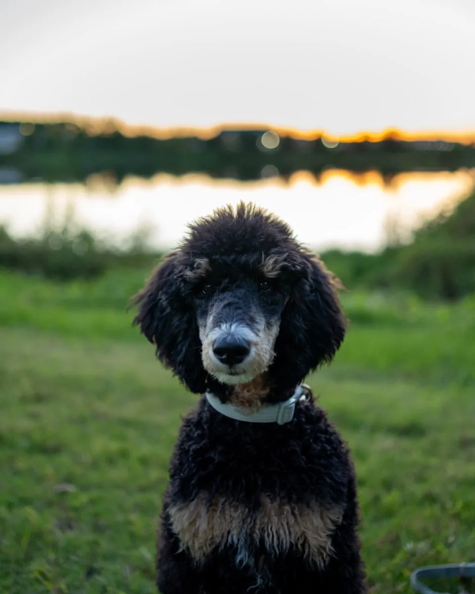 Wybie today, sitting by the lake at sunset