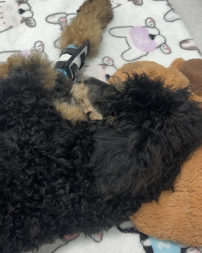 Wybie as a puppy, resting on a patterned blanket beside a plush toy